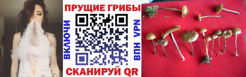 как найти   нарко площадка как зайти  Псилоцибиновые грибы Psilocybine cubensis  Новое Девяткино 